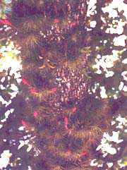 arvore.jpg (23056 bytes)