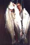 4robalosgaleria.jpg (11491 bytes)