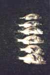 6peixesgaleria.jpg (11092 bytes)