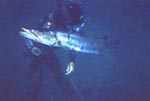 barracudagaleria.jpg (7945 bytes)