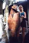 garoupa1galeria.jpg (13596 bytes)