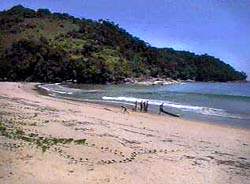 camburi2.jpg (19502 bytes)