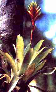 orquidea.jpg (18444 bytes)