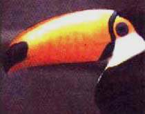 tucano.jpg (11612 bytes)